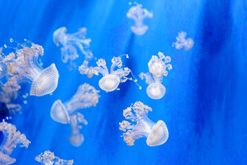Fototapeta na wymiar White spotted jellyfish - Phyllorhiza punctata