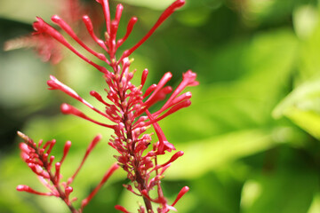 close up of red flower