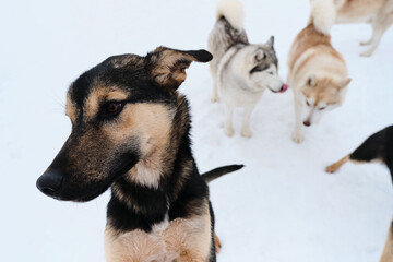 Kennel of northern sled dogs in winter on walk in snow. Black and red Alaskan husky puppy in front. Two Siberian huskies red and gray in back.