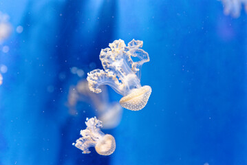 White spotted jellyfish - Phyllorhiza punctata