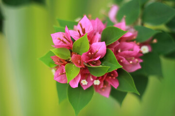 pink and white flower