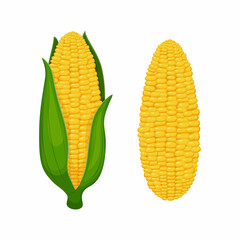 Corn. An ear of rapeseed yellow corn wrapped in green leaves. Peeled corn cob. Vector illustration of a peeled cob isolated on a white background