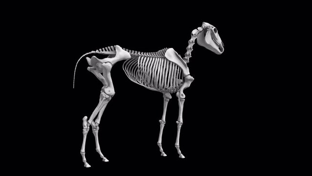 An endless loop of horse skeleton rotating on alpha channel background.