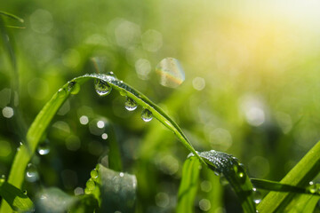 The dew drops on the grass in the morning beautifully in the rainy season.