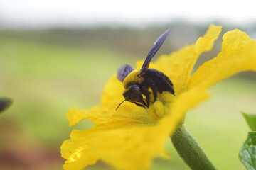 The bumble bee is beautifully sucking on the nectar of the flowers.