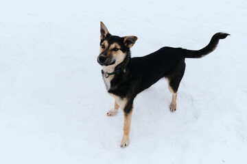 Funny mutt in shelter. Black and tan cute Alaskan husky puppy. Dog with funny ears in different directions is standing in snow and looking up.