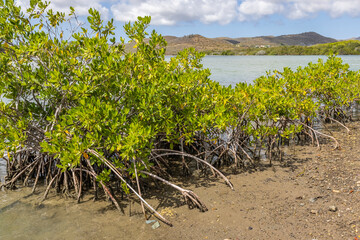 Fototapeta na wymiar Mangroves at the beautiful Santa Martha Bay on the island Curacao in the Caribbean