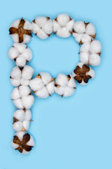 Letter P made of cotton flowers and isolated on solid blue background. Floral alphabet concept. One letter of the set of cotton font easy to stacking.