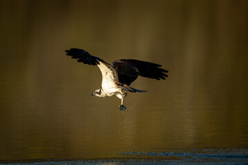 北海道の5月、夕陽を浴びてヘラブナ捕獲成功のミサゴ。