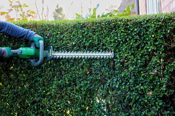 A gardener wearing safety gloves leveling a shrub fence with a cordless hedge trimmer.