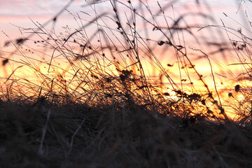 Silhouette of field grass in focus. Against the sky and clouds at sunset. Close up.