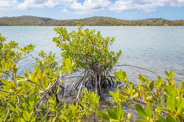 Mangroves at the beautiful Santa Martha Bay on the island Curacao in the Caribbean