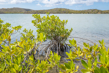 Mangroves at the beautiful Santa Martha Bay on the island Curacao in the Caribbean