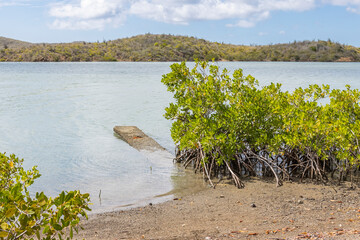 Mangroves at the beautiful Santa Martha Bay on the island Curacao in the Caribbean