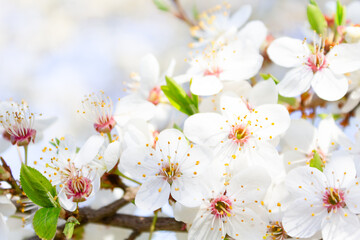 Spring flowering trees in the garden, blossom background