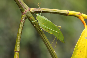 An adult long-legged grasshopper is foraging in the bushes. This insect has the scientific name Mecopoda nipponensis.  - obrazy, fototapety, plakaty