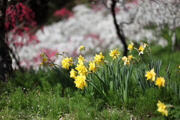 枝垂れ桃と水仙