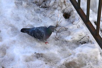 dove on the snow