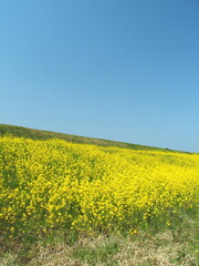 Fototapeta premium 菜の花咲く江戸川土手風景