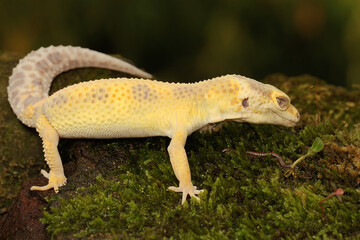 A leopard gecko (Eublepharis macularius) is posing in a distinctive style.