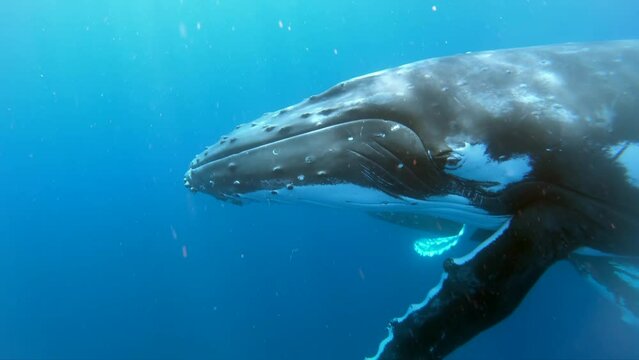 Humpback whales underwater of Pacific Ocean. Giant animal Megaptera Novaeangliae in Tonga Polynesia. Concept of family idyll of whales giant sea animals and underwater megafauna.
