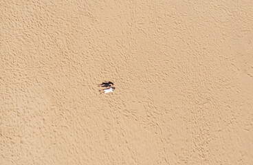 Aerial view of a young couple lying on the white sand. man and w