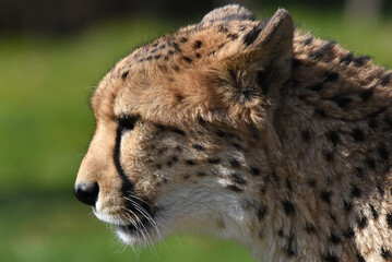 Gepard © R+R