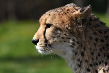 wunderschöner Gepard