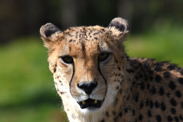 wunderschöner Gepard