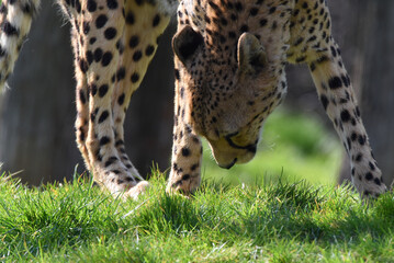 Naklejka premium Gepard