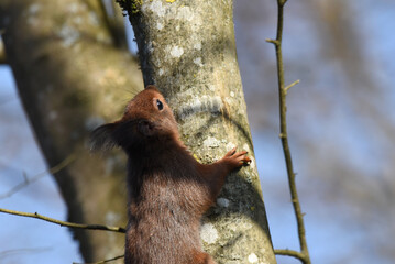 niedliches Eichhörnchen