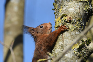 niedliches Eichhörnchen
