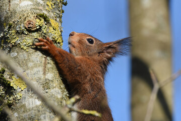 niedliches Eichhörnchen