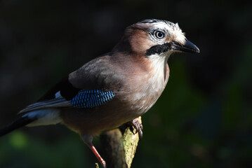 Eichelhäher Nahaufnahme