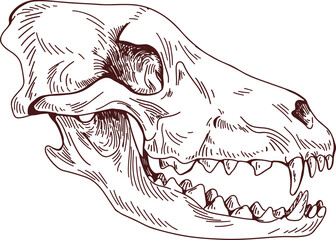 Animal Head Scull Hand Drawn Illustration © Good Studio