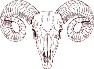 Ram Animal Scull Hand Drawn Illustration