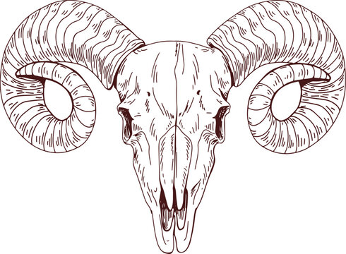 Ram Animal Scull Hand Drawn Illustration