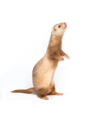 Ferret on a white background is insulated. Light color of the pet. Ermine, weasel, marten.