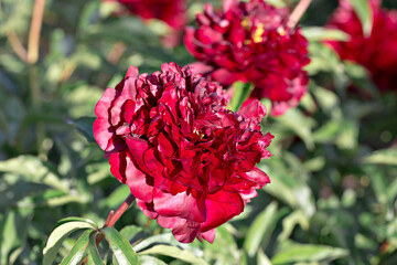 red peonies flower garden outdoor blossom flora