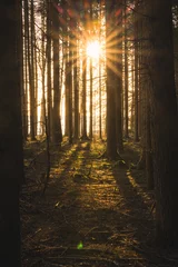 Morgen im Wald © Lorant