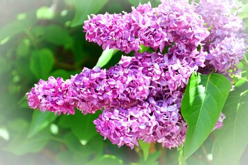 Terry lilac (double) pink-pale purple in the spring garden 