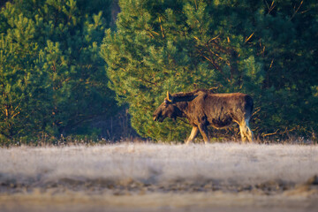 Moose for breakfast in the morning spring sun
