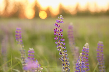 Macro photography lupines flowers. Lupins purple field summer background. Natural wellness closeness to nature. Self-discovery and closeness to nature concept