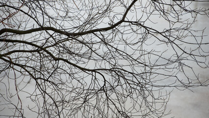 Lots of tree branches on a blurred light gray background.