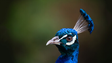 The peacock fluffed his tail. Incredibly beautiful plumage. A graceful bird. Wildlife photography.
