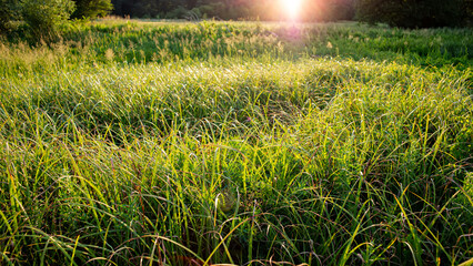 Obraz na płótnie Canvas Grass in the meadow at sunset.