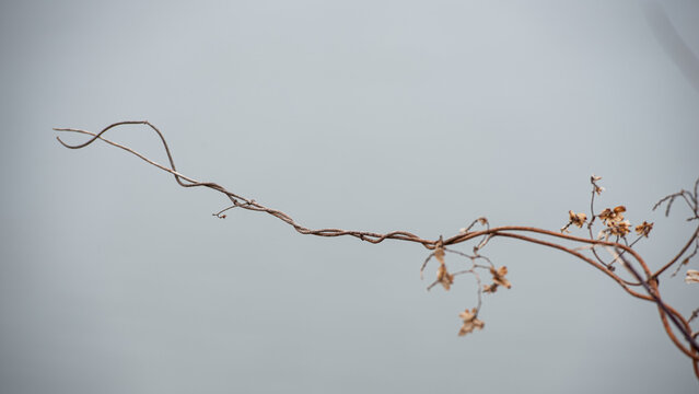 Dry long branch of hops on a blurred light gray background.
