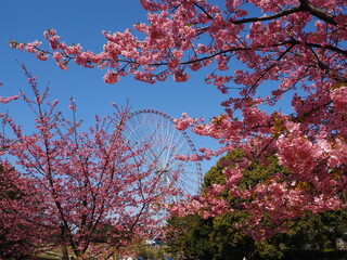 the beautiful cherry blossom trees in kasai rinkai park, Tokyo, Japan