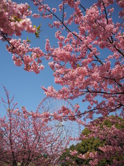 the beautiful cherry blossom trees in kasai rinkai park, Tokyo, Japan