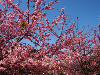 the beautiful cherry blossom trees in kasai rinkai park, Tokyo, Japan